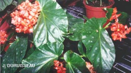 B. ‘Orange Parade’